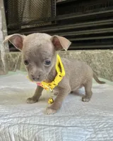 Blue Sable F, a female Chihuahua for sale in Greenwood, SC – Photo 3 of 8