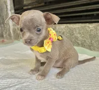 Blue Sable F, a female Chihuahua for sale in Greenwood, SC – Photo 4 of 8