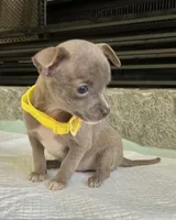 Blue Sable F, a female Chihuahua for sale in Greenwood, SC – Photo 2 of 8