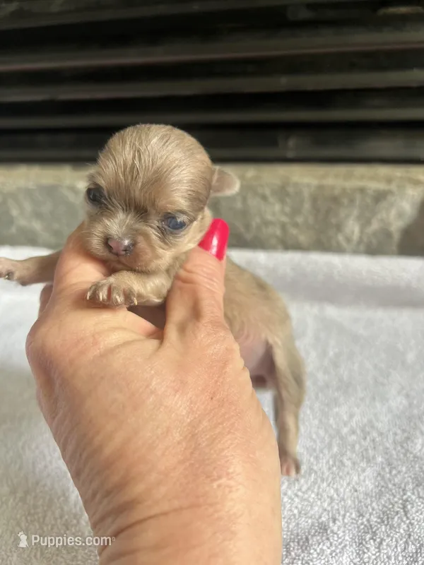 Fawn Merle F Tiny, a female Chihuahua for sale in Greenwood, SC – Photo 1 of 4