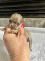 Fawn Merle F Tiny, a female Chihuahua for sale in Greenwood, SC – Photo 1 of 4