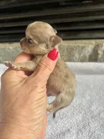 Fawn Merle F Tiny, a female Chihuahua for sale in Greenwood, SC – Photo 3 of 4