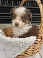 Red Tri M Toy Aussie, a male Toy Australian Shepherd for sale in Greenwood, SC – 5 of 8