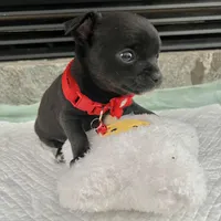 Black and white M, a male Chihuahua for sale in Greenwood, SC – Photo 8 of 9