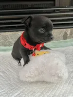 Black and white M, a female Chihuahua for sale in Greenwood, SC – Photo 8 of 9