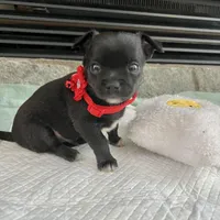 Black and white M, a male Chihuahua for sale in Greenwood, SC – Photo 9 of 9