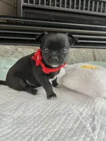 Black and white M, a female Chihuahua for sale in Greenwood, SC – Photo 9 of 9