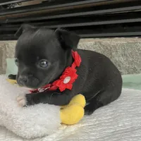 Black and white M, a male Chihuahua for sale in Greenwood, SC – Photo 1 of 9