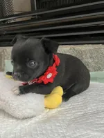 Black and white M, a female Chihuahua for sale in Greenwood, SC – Photo 1 of 9