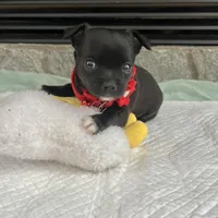 Black and white M, a male Chihuahua for sale in Greenwood, SC – Photo 6 of 9