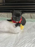 Black and white M, a female Chihuahua for sale in Greenwood, SC – Photo 6 of 9