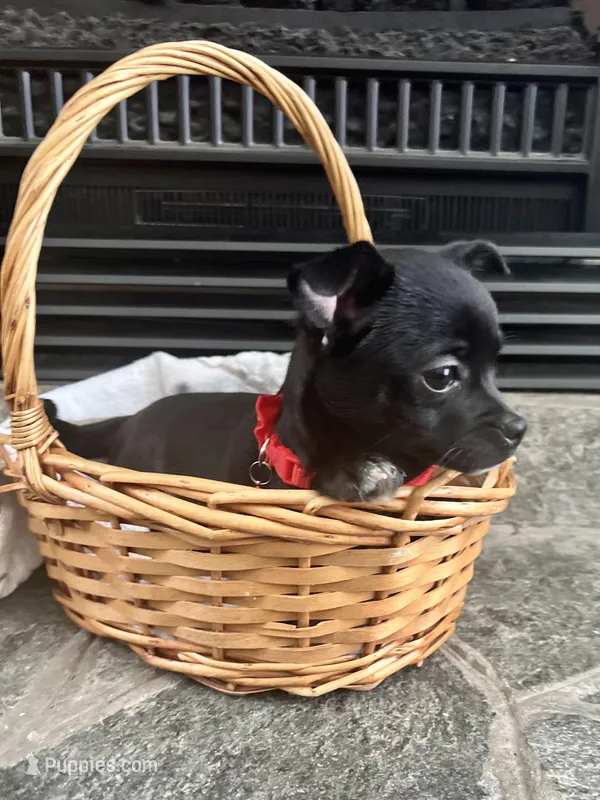 Black and white M – Chihuahua puppy for sale in Greenwood, SC