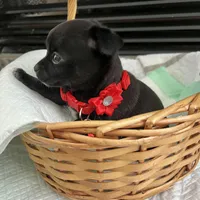 Black and white M, a male Chihuahua for sale in Greenwood, SC – Photo 7 of 9