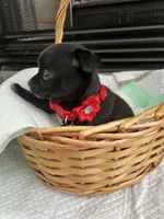 Black and white M, a female Chihuahua for sale in Greenwood, SC – Photo 7 of 9
