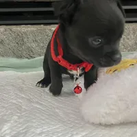 Black and white M, a male Chihuahua for sale in Greenwood, SC – Photo 2 of 9