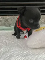 Black and white M, a female Chihuahua for sale in Greenwood, SC – Photo 2 of 9