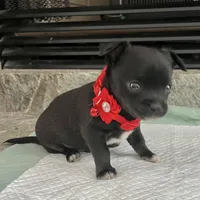 Black and white M, a male Chihuahua for sale in Greenwood, SC – Photo 3 of 9