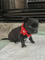 Black and white M, a female Chihuahua for sale in Greenwood, SC – Photo 3 of 9