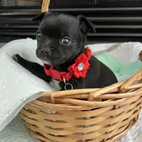 Black and white M, a male Chihuahua for sale in Greenwood, SC – Photo 5 of 9