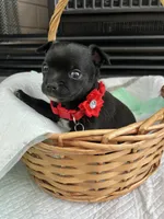 Black and white M, a female Chihuahua for sale in Greenwood, SC – Photo 5 of 9