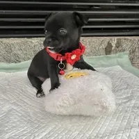 Black and white M, a male Chihuahua for sale in Greenwood, SC – Photo 4 of 9