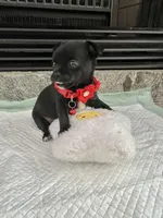 Black and white M, a female Chihuahua for sale in Greenwood, SC – Photo 4 of 9