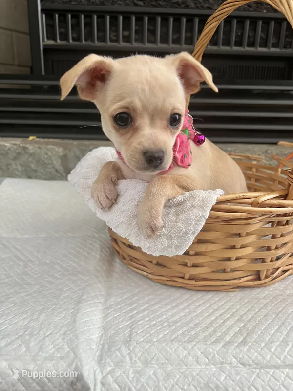 Cream F – Chihuahua puppy for sale in Greenwood, SC