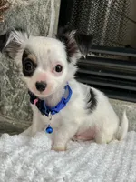 Black and White LC M, a male Chihuahua for sale in Greenwood, SC – 5 of 9