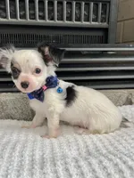 Black and White LC M, a male Chihuahua for sale in Greenwood, SC – 2 of 9