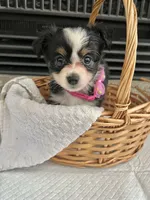 Black Tri F Toy Aussie small, a female Toy Australian Shepherd for sale in Greenwood, SC – 9 of 10