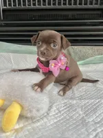 Chocolate F, a female Chihuahua for sale in Greenwood, SC – Photo 8 of 8