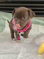 Chocolate F, a female Chihuahua for sale in Greenwood, SC – Photo 3 of 8