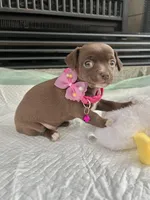 Chocolate F, a female Chihuahua for sale in Greenwood, SC – Photo 5 of 8