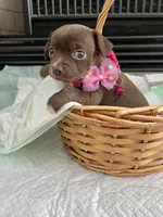 Chocolate F, a female Chihuahua for sale in Greenwood, SC – Photo 1 of 8