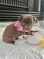 Chocolate F, a female Chihuahua for sale in Greenwood, SC – Photo 6 of 8
