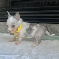 Lilac Merle M, a male Chihuahua for sale in Greenwood, SC – Photo 6 of 7