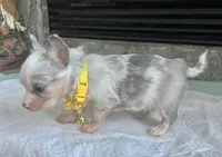 Lilac Merle M, a male Chihuahua for sale in Greenwood, SC – Photo 7 of 7