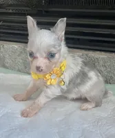 Lilac Merle M, a male Chihuahua for sale in Greenwood, SC – Photo 3 of 7