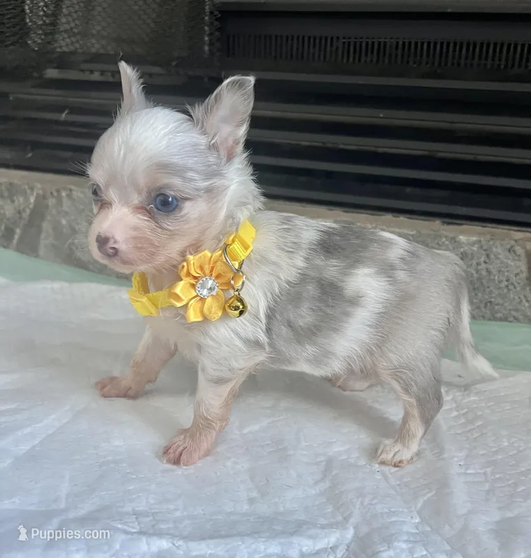 Lilac Merle M, a male Chihuahua for sale in Greenwood, SC – Photo 1 of 7