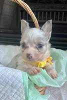 Lilac Merle M, a male Chihuahua for sale in Greenwood, SC – Photo 2 of 7