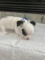 Black and White LC M, a male Chihuahua for sale in Greenwood, SC – 4 of 6