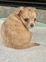 Fawn F long coat, a female Chihuahua for sale in Greenwood, SC – 6 of 7