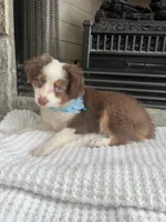 Red Tri M Toy Aussie, a male Toy Australian Shepherd for sale in Greenwood, SC – 1 of 9