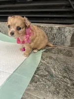 Fawn F long coat, a female Chihuahua for sale in Greenwood, SC – 7 of 7