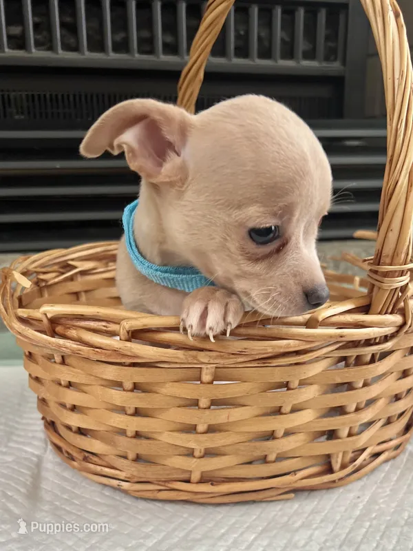 Fawn M – Chihuahua puppy for sale in Greenwood, SC