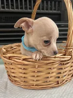Fawn M, a male Chihuahua for sale in Greenwood, SC – 1 of 9