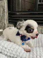 Black and White LC M, a male Chihuahua for sale in Greenwood, SC – 3 of 9