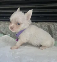 Cream M, a male Chihuahua for sale in Greenwood, SC – Photo 2 of 6