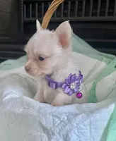 Cream M, a male Chihuahua for sale in Greenwood, SC – Photo 5 of 6