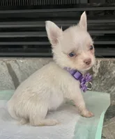 Cream M, a male Chihuahua for sale in Greenwood, SC – Photo 1 of 6
